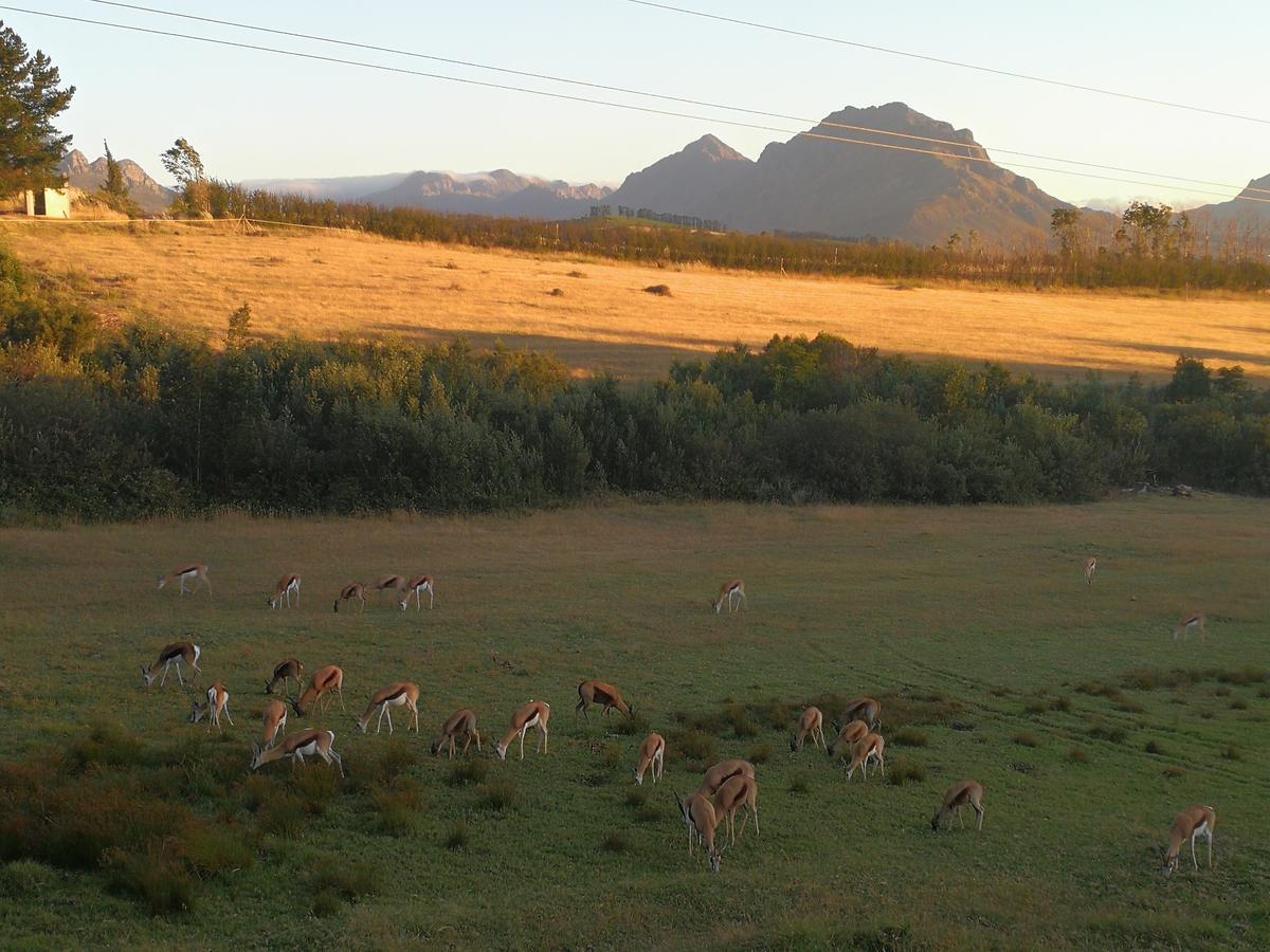 Wildlife Retreat On A Wine-Farm Villa Stellenbosch Bagian luar foto
